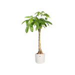 b.for soft rond 14cm blanc